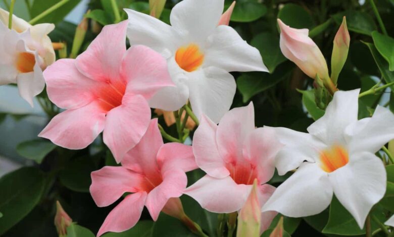 Mandevilla