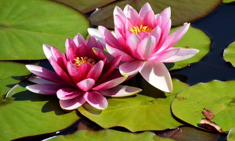 Lotus Flower